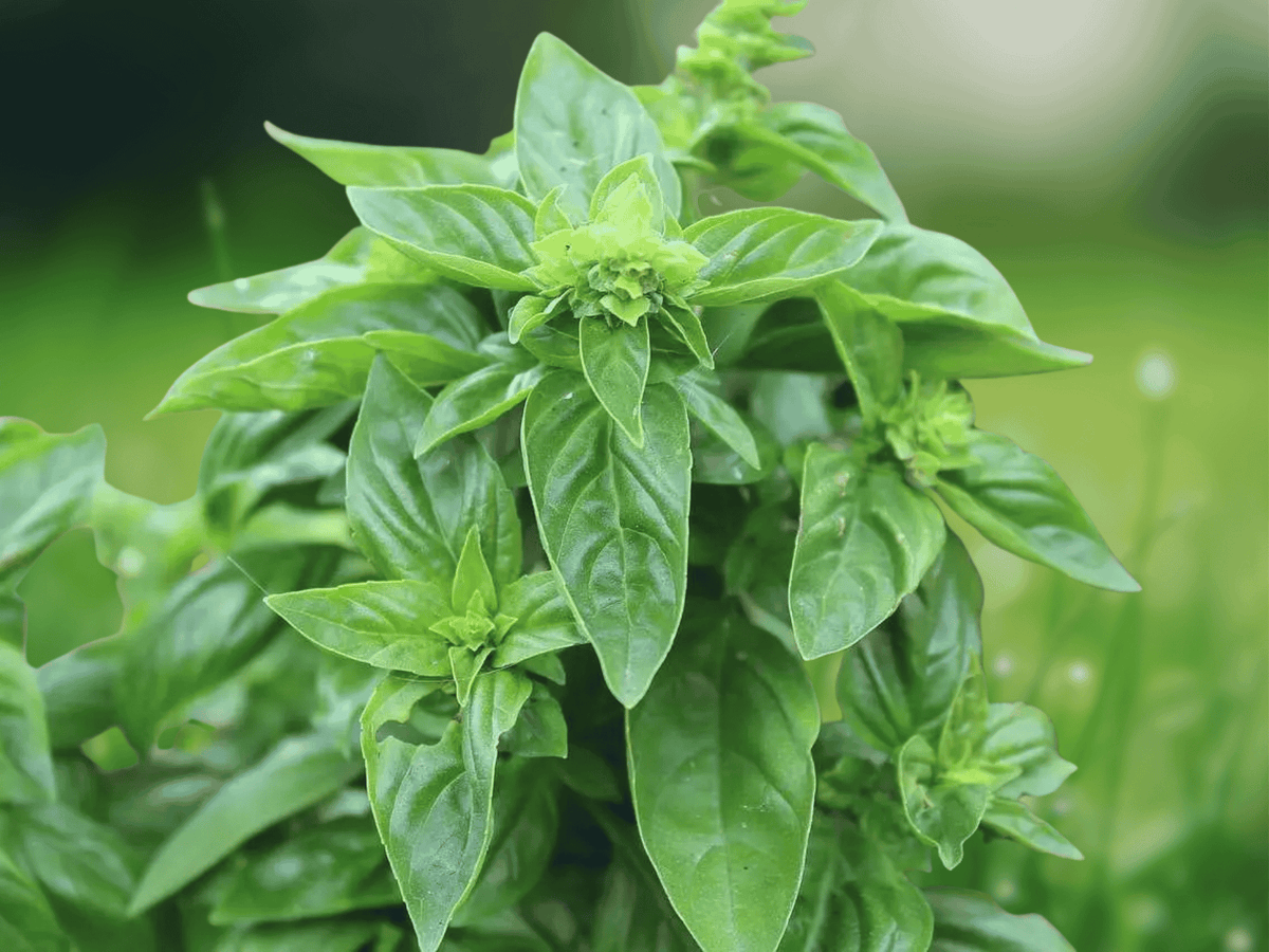 10 Seeds Basil Ocimum basilicum Culinary Herb Garden
