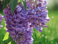 1 Live Plant Amethyst Falls Wisteria Starter Plant 12in