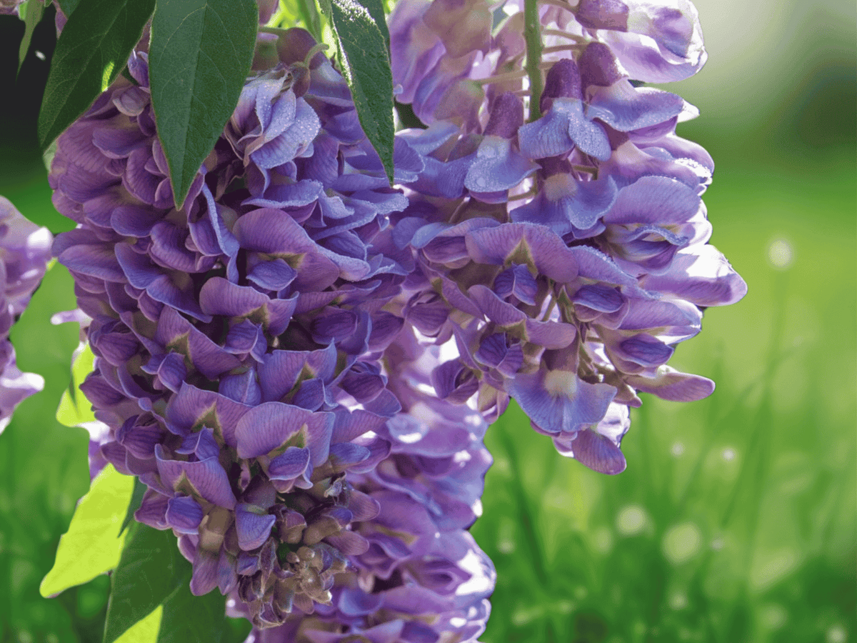 1 Live Plant Amethyst Falls Wisteria Starter Plant 12in