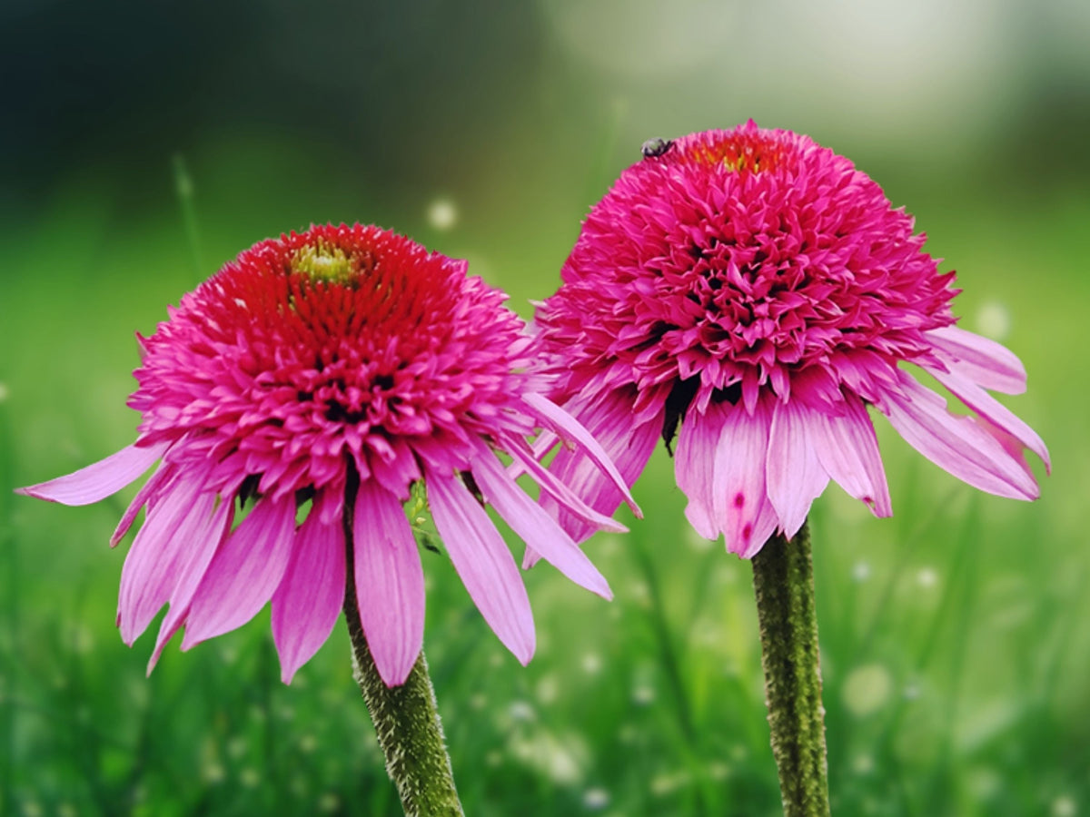 50 Seeds Bubble Gum Coneflower Echinacea Perennial Bright Pink Blooms Pollinator Friendly Drought Tolerant Easy Grow