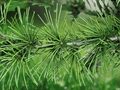 5 Seeds Cedrus deodara Deodar Cedar Himalayan Cedar Evergreen Conifer Tree