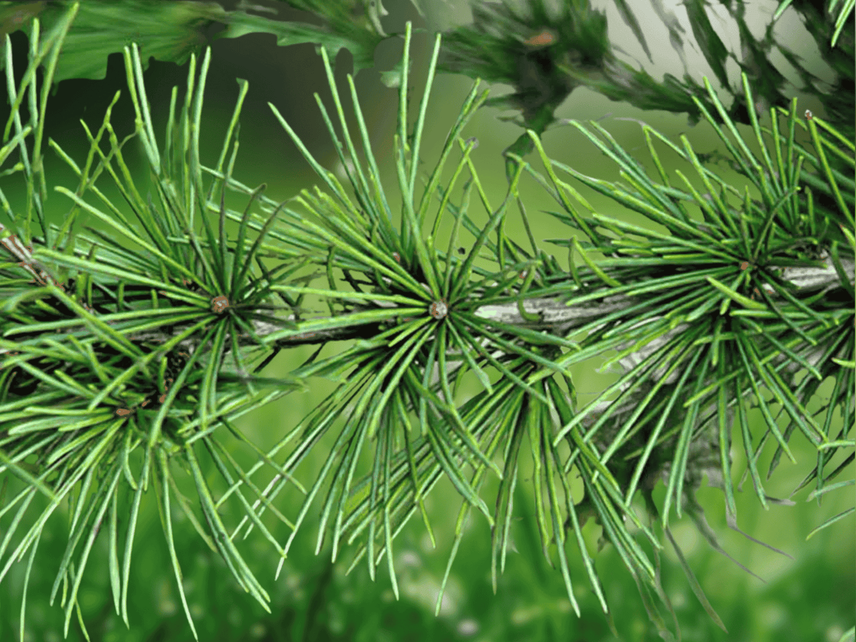 5 Seeds Cedrus deodara Deodar Cedar Himalayan Cedar Evergreen Conifer Tree