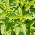 Lemon Basil Seeds 200 Count Non-GMO Culinary Herb for Cooking Ocimum basilicum