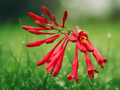 5 Seeds Lonicera sempervirens Scarlet Trumpet Honeysuckle Vine