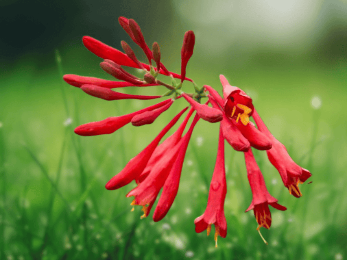 5 Seeds Lonicera sempervirens Scarlet Trumpet Honeysuckle Vine