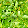 Green Curly Willow Trees 4 Pack - Fast Growing Exotic Plants for Bonsai Gardens Landscapes Salix matsudana