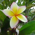 Yellow Plumeria Starter Cutting 10 Inch Unrooted x2 - Plumeria rubra