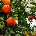 Grafted Dancy Tangerine Tree - 5 Gallon Pot, Citrus reticulata, Perfect for Home Garden or Patio