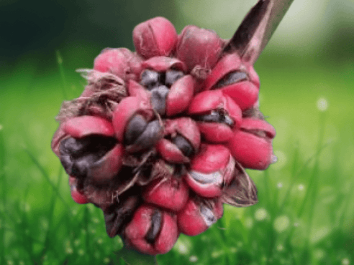 5 Seeds Phrynium pubinerve Ornamental Tropical Foliage Plant for Gardening