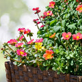 Live Orange Portulaca Plants - 6" Pot Drought-Tolerant Moss Rose, Portulaca grandiflora (Qty 4)