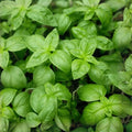 Heirloom Culinary Herb Seed Collection – 13 Varieties for Home Gardening – Non-GMO Herb Seeds for Cooking and Herb Garden