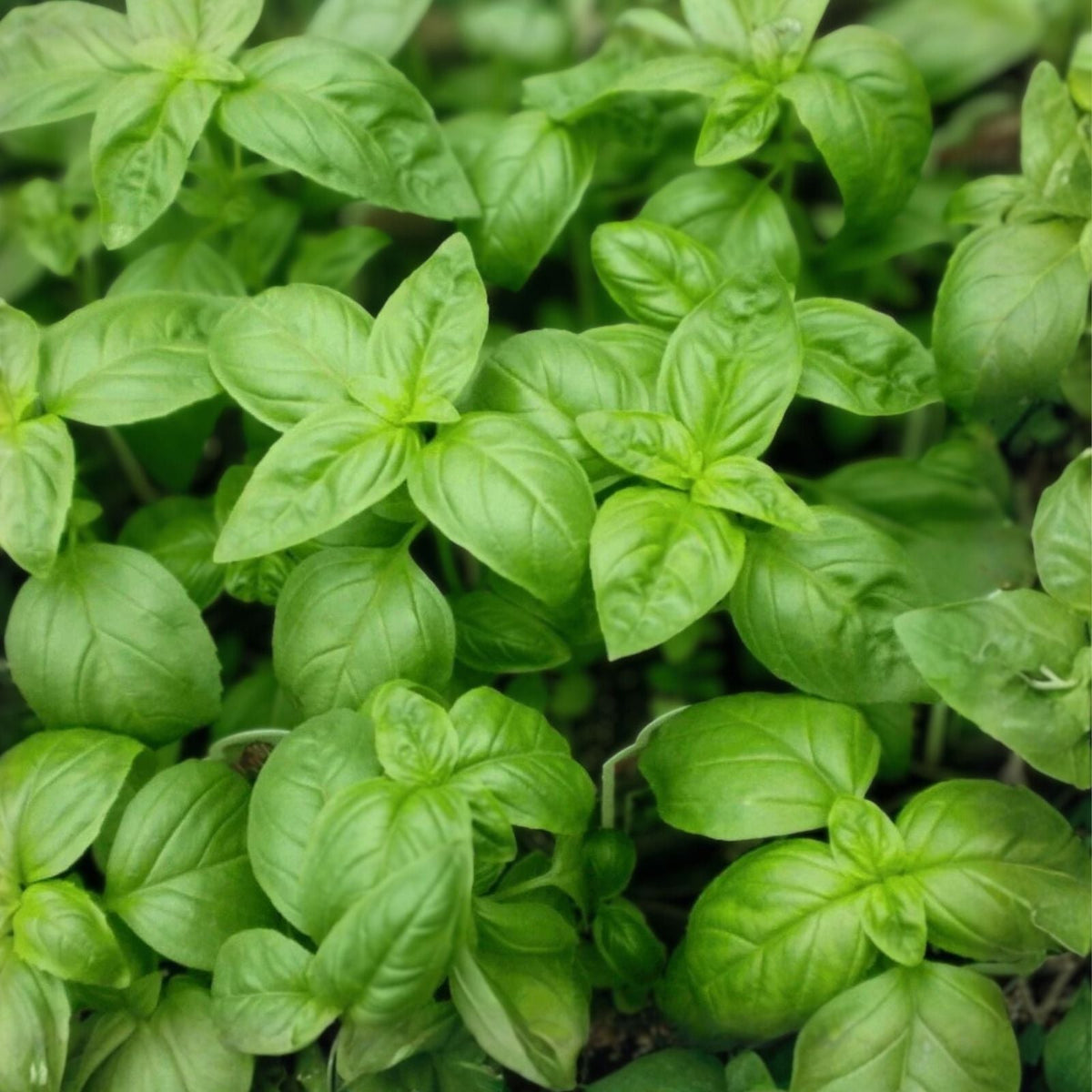 Heirloom Culinary Herb Seed Collection – 13 Varieties for Home Gardening – Non-GMO Herb Seeds for Cooking and Herb Garden