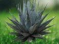 5 Seeds Agave havardiana Hardy Century Plant