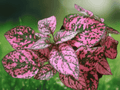 10 Seeds Polka Dot Plant Pink Splash Hypoestes Phyllostachya Colorful Foliage