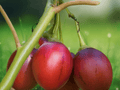 10 Seeds Tree Tomato Solanum betaceum Sweet Red Fruit