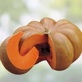 Musquee De Provence Pumpkin Seeds - 10 Organic USA Heirloom Seeds for Home Gardening - Winter Squash Variety