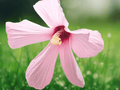 10 Seeds Swamp Rose Mallow Hibiscus grandiflorus