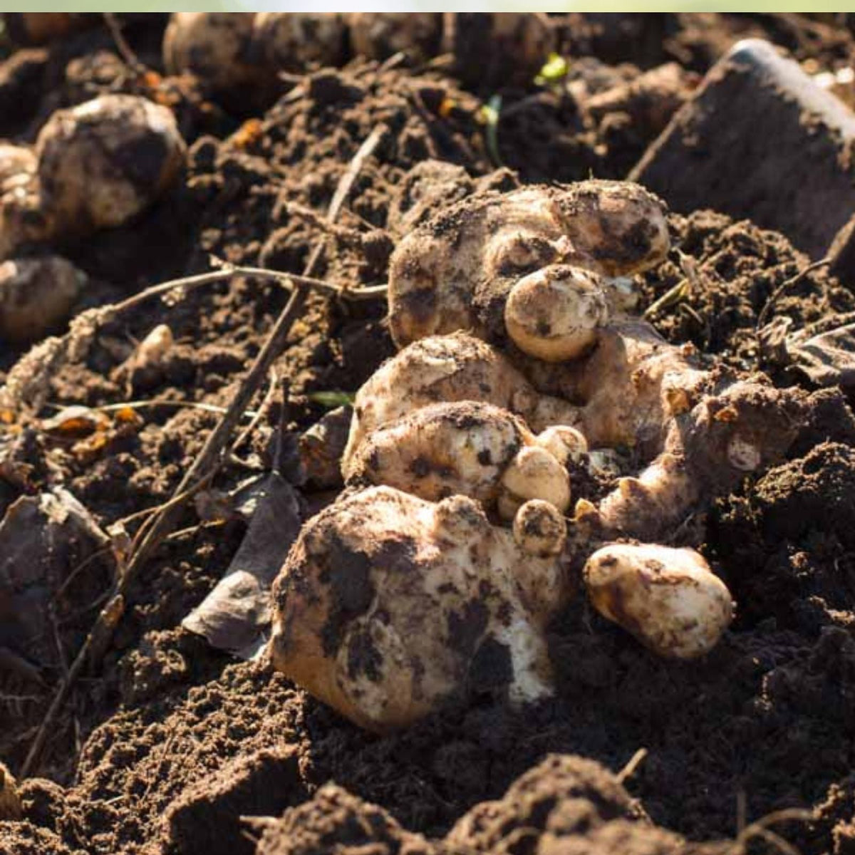 Very Small Organic Red Jerusalem Artichoke Tubers for Planting - Helianthus tuberosus