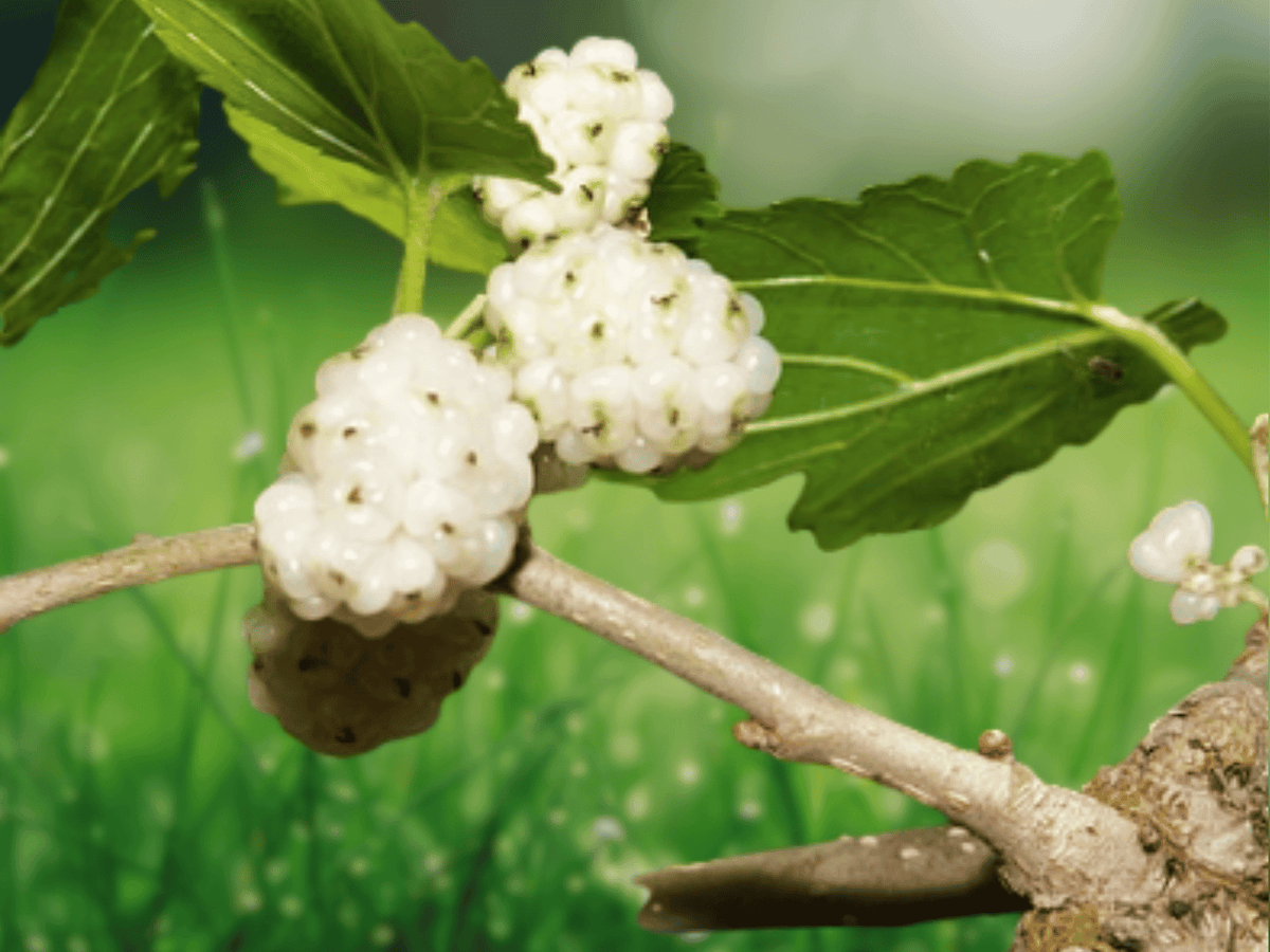 50 Seeds White Mulberry Morus alba Sweet Fruit Shade Tree Fast Growing