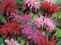 100 Seeds Purple Pink White Bee Balm Monarda Didyma Mix Perennial Fragrant Pollinator Flower Attracts Bees Butterflies Hummingbirds Garden