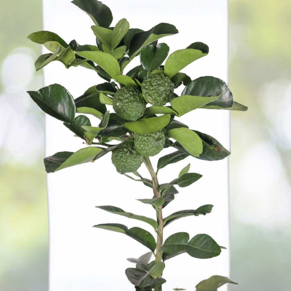 Grafted Kaffir Lime Tree - 1/2 Gallon - Citrus Hystrix - Includes Pot and Soil - Aromatic Leaves for Cooking
