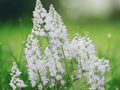 3 Foam Flower Bare Root Tiarella cordifolia Live Plant