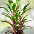 Cordyline Terminalis Pink Diamond Plant, 14 Inch, Tropical Houseplant, Colorful Foliage, Dracaena Family, 5 Gallon Pot