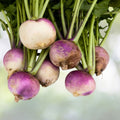 Turnip Seeds | Non-GMO Heirloom | Seven Top Variety | Brassica rapa
