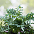 White Cardoon Seeds | Heirloom Non-GMO | Fresh Garden Seeds | Cynara cardunculus