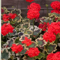 Variegated Geranium Cuttings - 3 Pack, Pelargonium spp., 6-inch Plant Clippings, Variegated Leaf, Garden, Indoor, Outdoor
