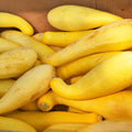 Crooked Neck Squash Seeds 30+ Heirloom Seeds CushaW Cucurbita argyrosperma Vegetable Gardening
