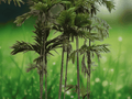 5 Seeds Macarthur Palm Ptychosperma macarthurii Clumping Tropical Palm