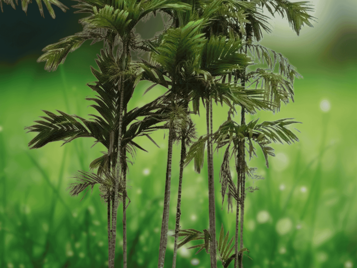 5 Seeds Macarthur Palm Ptychosperma macarthurii Clumping Tropical Palm