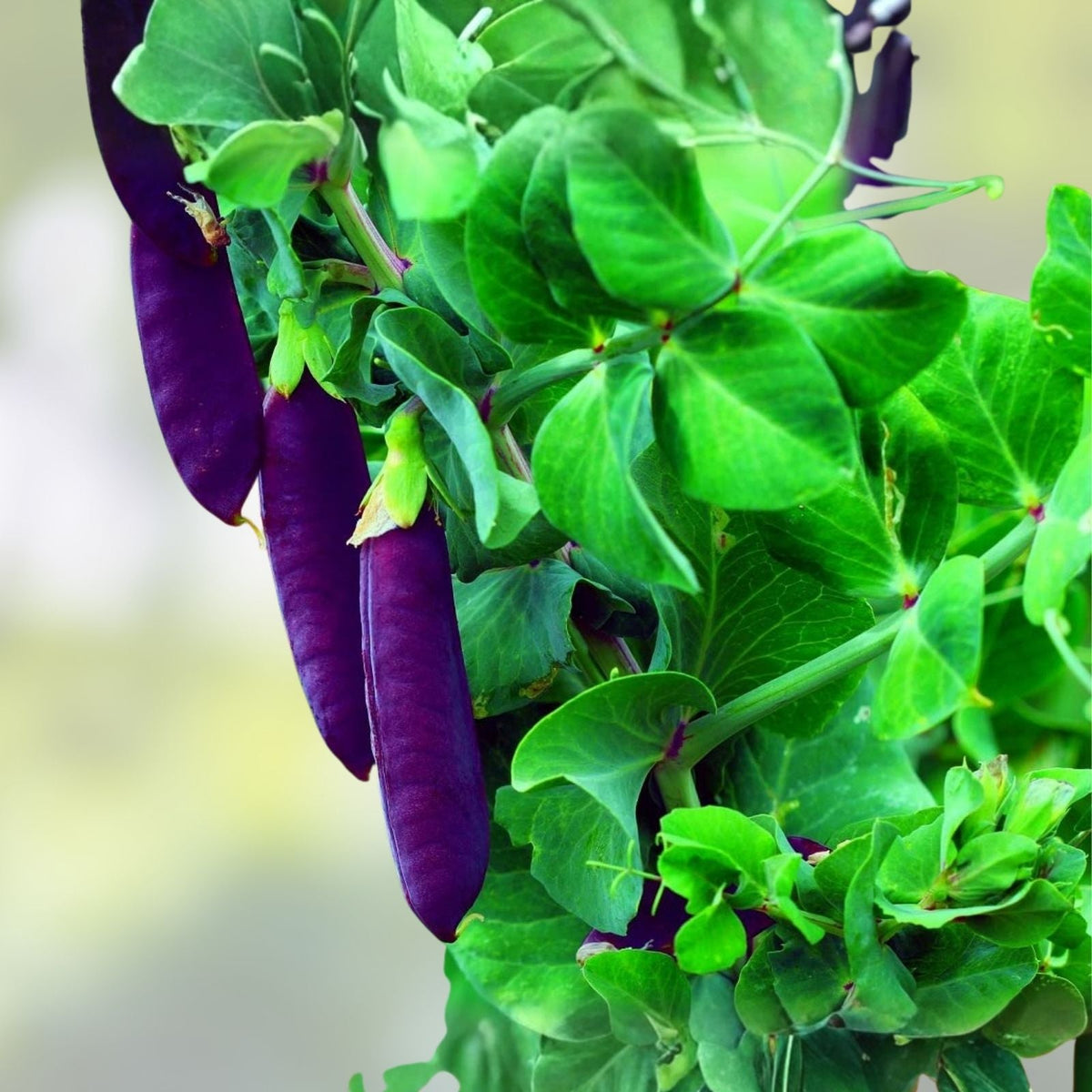 Purple Pod Pea Seeds - 15 Rare Heirloom Non-GMO Seeds for Planting - Early Variety (Pisum sativum)