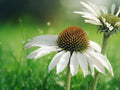 50 Seeds Baby White Coneflower Echinacea purpurea Hardy Perennial Bright Blooms Attract Pollinators Garden Landscape