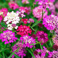 Candytuft Seeds - Dwarf Fairy Mix - Pink, Lavender, White Flowers - Iberis umbellata - 50+ Seeds