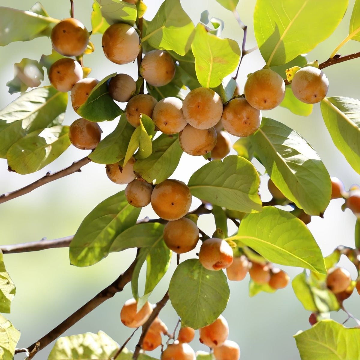 Date Plum Tree Seeds 30 Pack - Diospyros Lotus Organic Fruit Seeds for Planting