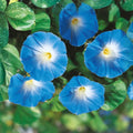 Morning Glory Seeds 100 Pack Heavenly Blue Variety Ipomoea tricolor Garden Flower Seeds