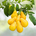 Yellow Pear Tomato Seeds | NON-GMO Heirloom | Fresh Vegetable Seeds | Solanum lycopersicum