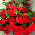 Begonia Seeds 1000 Count Glory Hot Tip Rose Tuberhybrida Non-California Garden Plant Seeds