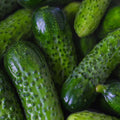 Heirloom Pickling Cucumber Seeds – 500 Non-GMO Seeds – National Variety for Homemade Pickles (Cucumis sativus)