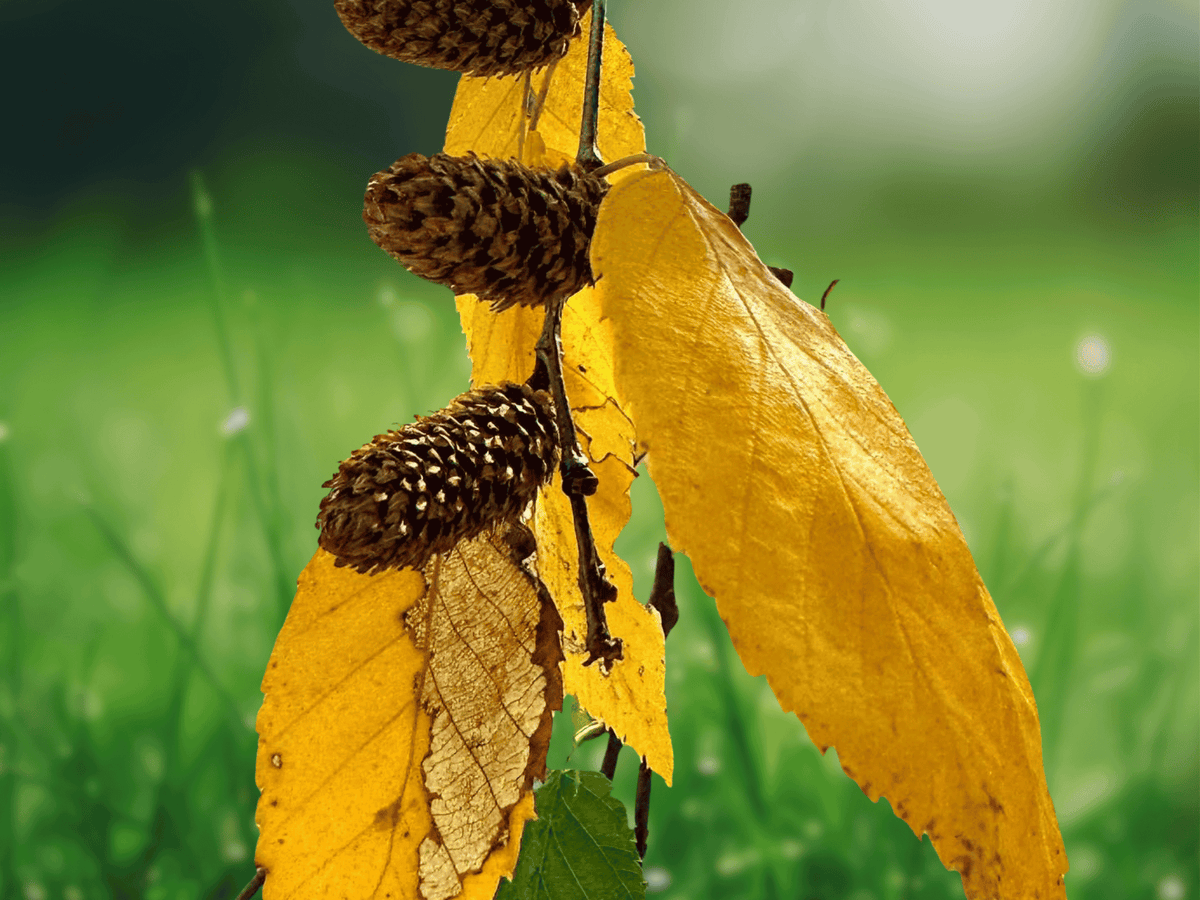 10 Seeds Sweet Birch Betula lenta Native Hardwood Tree