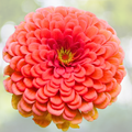 Zinnia Seeds - 200 Coral Double Butterflies Hummingbirds - Zinnia elegans