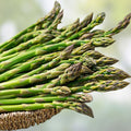 Jersey Giant Asparagus Bare Root Plants 2-Year Crowns Edible Vegetable Gardening Asparagus officinalis