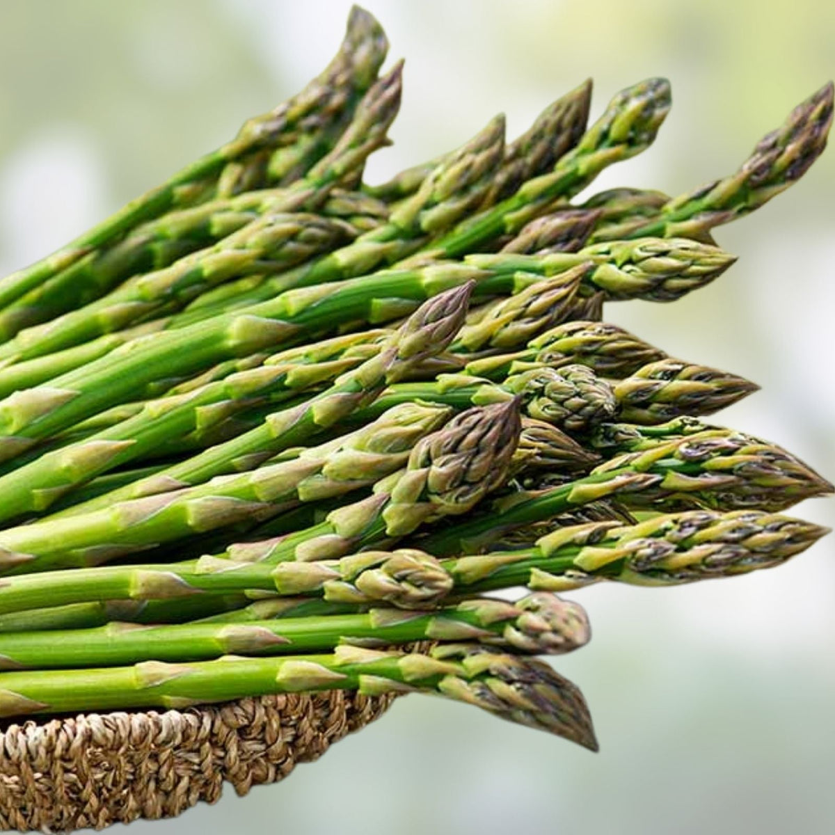 Jersey Giant Asparagus Bare Root Plants 2-Year Crowns Edible Vegetable Gardening Asparagus officinalis