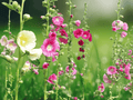 10 Seeds Alcea rosea Summer Carnival Mixed Colors Double Hollyhock