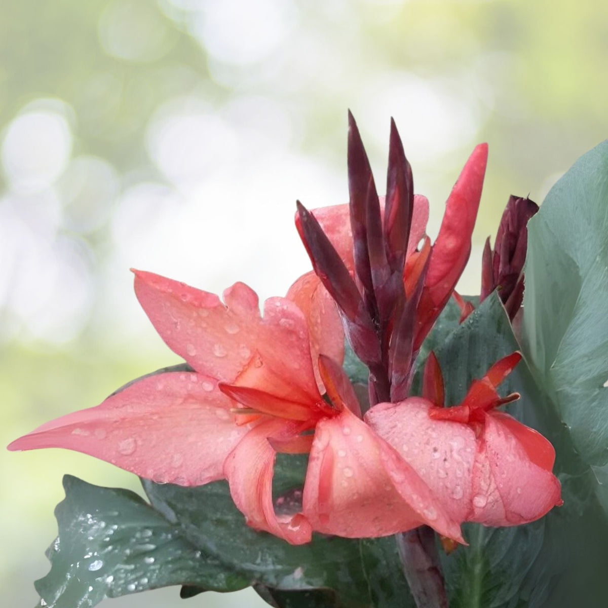Coral Pink Canna Lily Bulbs (2) - Canna indica - Vibrant Flowering Plant for Gardens and Landscapes