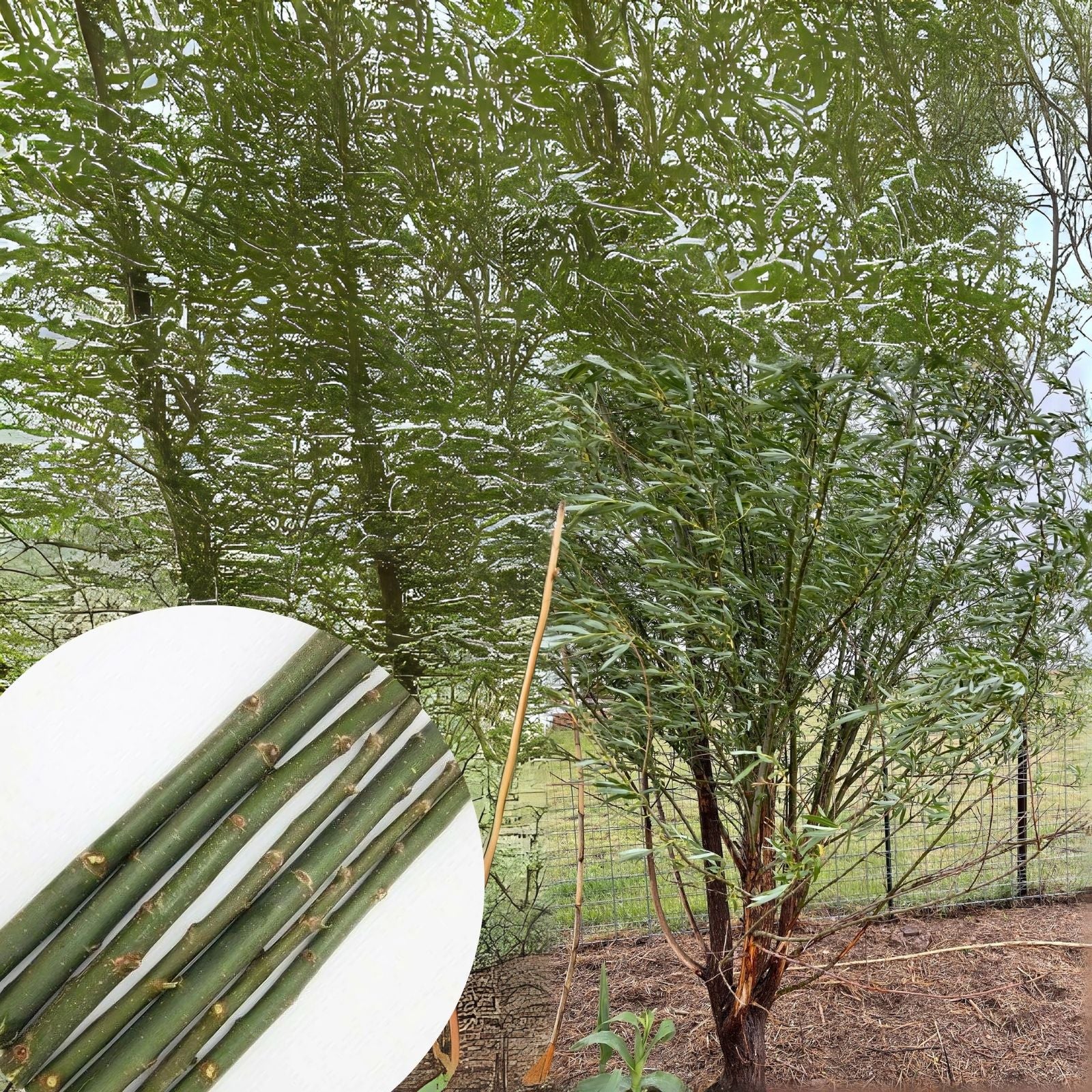 Hybrid Willow Cutting - Austree Variety - Salix - Fast Growth with Ins ...