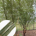 Hybrid Willow Cutting - Austree Variety - Salix - Fast Growth with Instructions