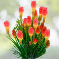 Red Hot Poker Starter Plant - Kniphofia 'High Roller' - Vibrant Perennial for Garden and Landscape